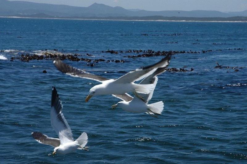Crayfish Lodge Sea & Country Guest House Gansbaai Exterior photo